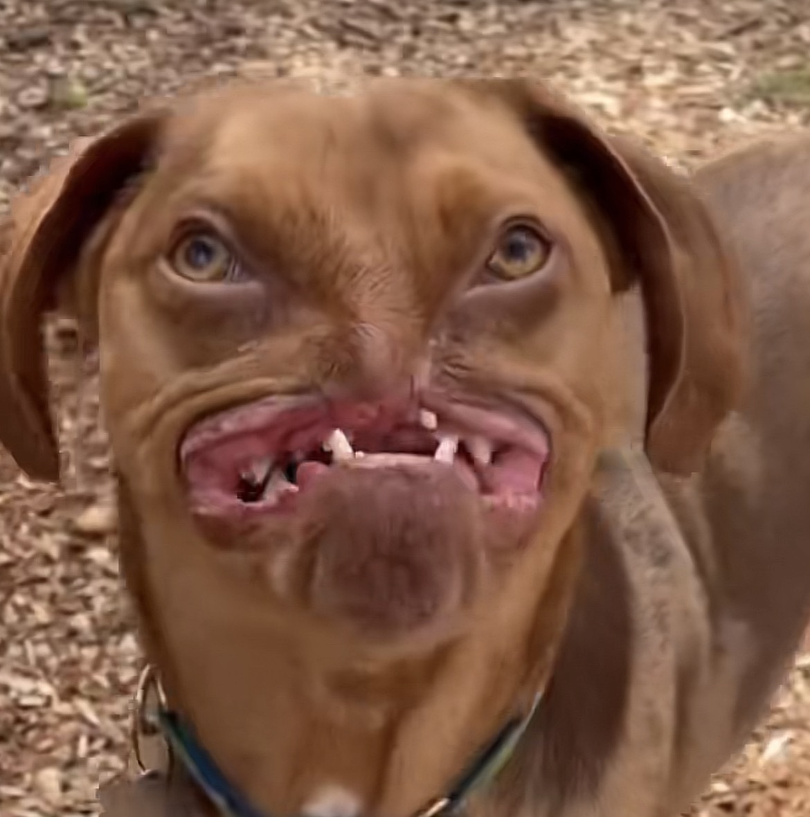 A rust-colored dog with a wildly crooked smile and a few teeth showing